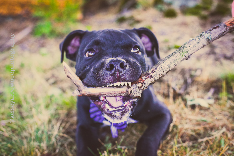 Bruiser & Company: Pet Portrait Session